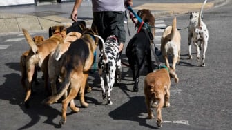 imagen de paseador de perros con muchos perros