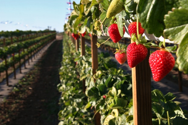   Imagen de plantas de fresas en una hilera de cultivos.