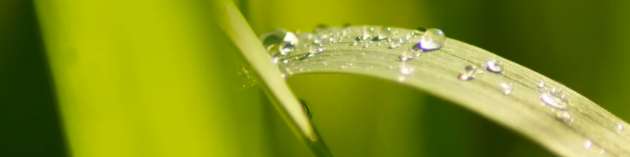 salpicadura de agua de hierba verde