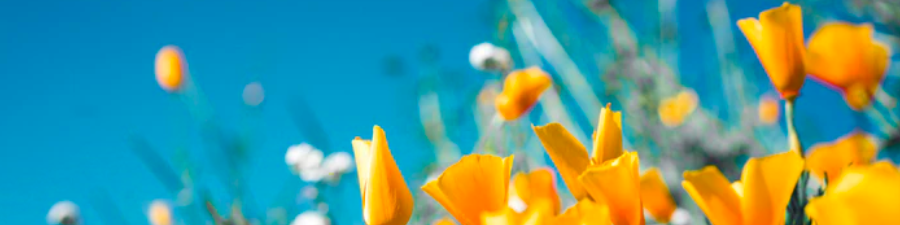 flores de amapolas de california salpicaduras