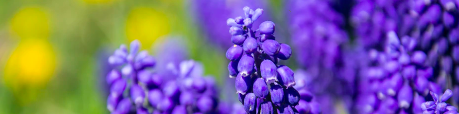 upsplash de sostenibilidad de flores púrpuras