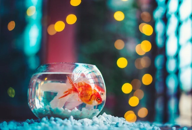 Cómo aumentar un lapso de atención corto Goldfish