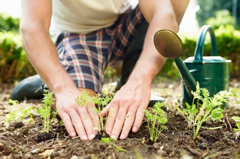 13 sencillas técnicas de jardinería que cualquiera puede dominar